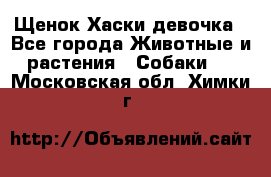 Щенок Хаски девочка - Все города Животные и растения » Собаки   . Московская обл.,Химки г.